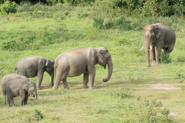 Asiatic Elephant is big five animal in asia