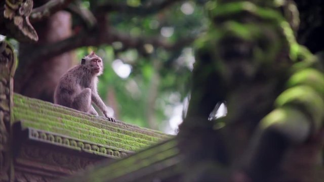  sacred monkey forest