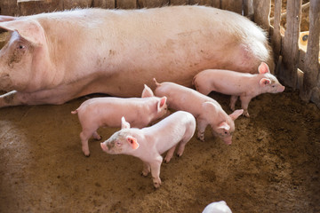 Piglets in rural traditional soil floor farm