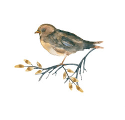 Sparrow watercolor. Animal’s illustration, flowers and herbs, boho style
