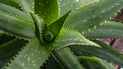 aloe vera