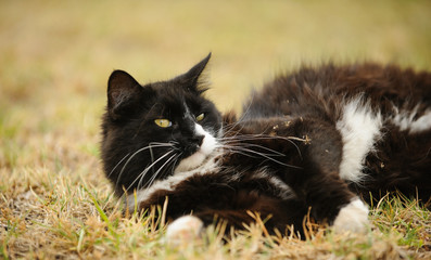 Naklejka na ściany i meble Tuxedo Cat outdoor portrait rolling in grass