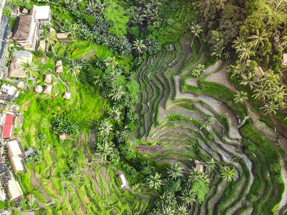 Wall mural rice fields view from the top