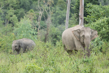 Naklejka na ściany i meble Asiatic Elephant is big five animal in asia