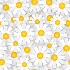 White Chamomile Flowers Seamless Pattern Beautiful Floral Ornament Background Vector Illustration