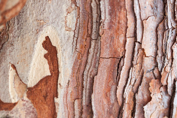 Close up of pine bark