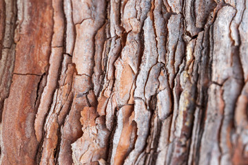 Close up of pine bark