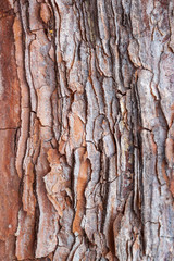 Close up of pine bark