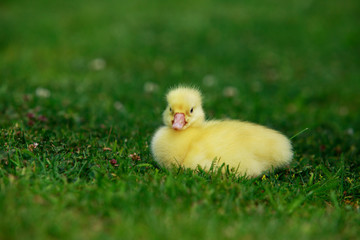 little yellow duckling