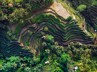 Fototapete Khaki Reisfelder auf dem Berg, die Aussicht von oben