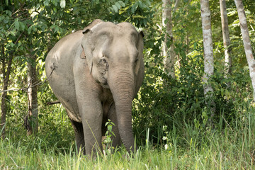 Fototapeta premium Asiatic Elephant is big five animal in asia