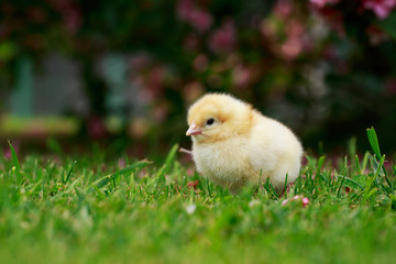 the little chicken