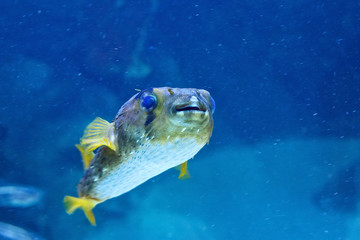 Porcupinefish (belonging to the family Diodontidae) in the oceanarium.