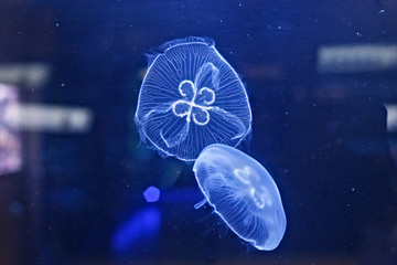 Moon jellyfish (Aurelia aurita) behind the dusty glass in the oceanarium.