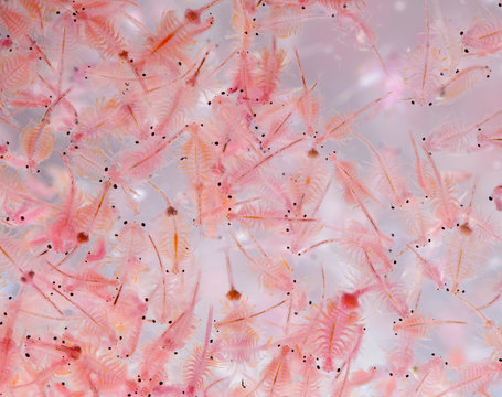 Moina macrocopa on white background