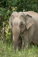 Naklejka premium Asiatic Elephant is big five animal in asia