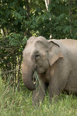 Fototapeta premium Asiatic Elephant is big five animal in asia