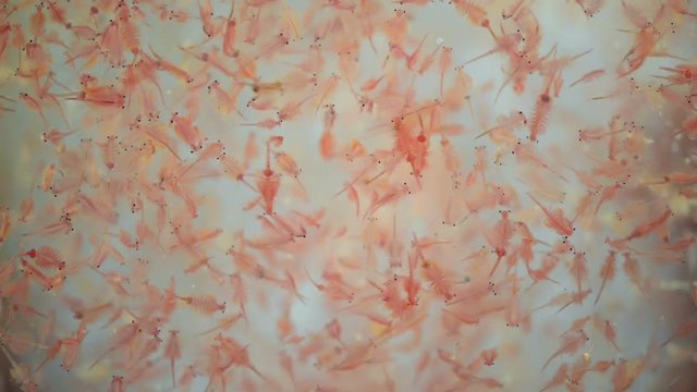 The water flea is english name have scientific name Moina macrocopa