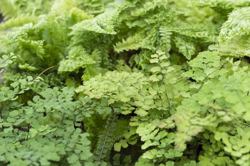 Green leaves of a fern.