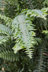 Green leaves of a fern.