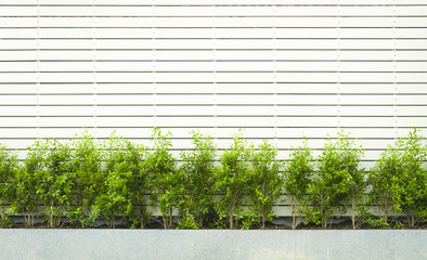 Wall made form white wood fence with green plants.