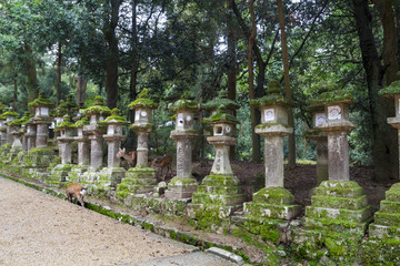 Naklejka premium Stone lanterns and deers in Nara, Japan