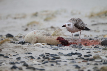 great black-backed gull Eats dead harbour seal, helgoland germany