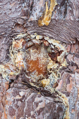 Pine resin on the tree trunk