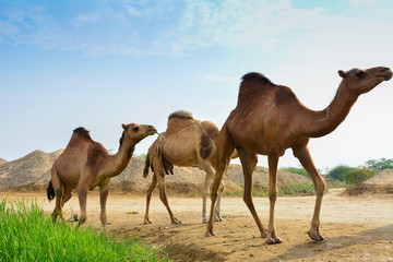 Fototapeta na wymiar Camels