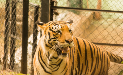 Naklejka premium Tiger behind the cage in zoo.,closeup.