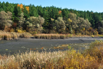 Dry grass on the sandy banks of withered pond, reeds, pine forest on a hill, sunny blue sky, Ukraine