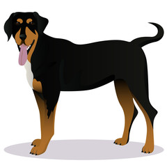 Transylvanian hound cartoon dog