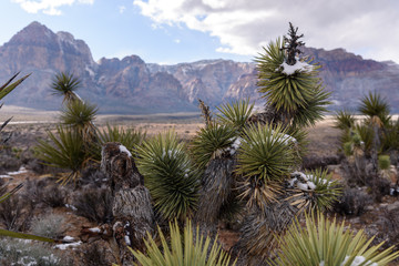 Fototapeta na wymiar Snow on top of desert plants