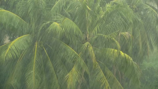 Green branches of coconut palm trees swaing in the wind in the tropical rain. Exotic Plants in stormy weather during the rainy season in southeast Asia. Cyclone covered the tourist areas of Thailand.