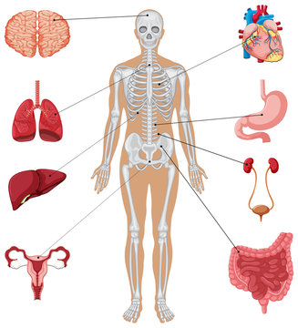 Human anatomy with different internal organs