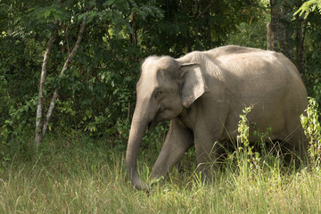 Asiatic Elephant is big five animal in asia