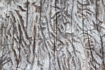 Bark beetle gallery engraving on wood