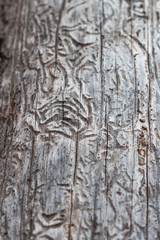 Bark beetle gallery engraving on wood