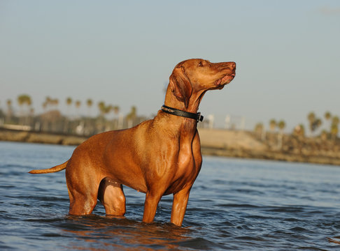 Vizsla dog outdoor portrait standing in water