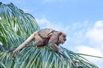 One female black howler monkey in a palm tree preparing to jump to an adjacent tree. Only the adult male is black; adult females and juveniles of both genders are overall whitish to yellowish-buff.