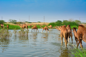 Camels in desrt lake