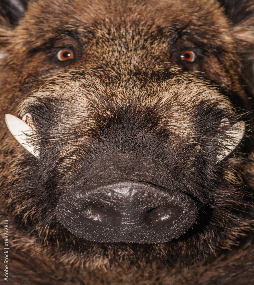 Wall mural head wild boar animal background.