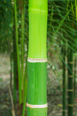 Fototapeta premium Branches of bamboo leaves beautiful green nature.