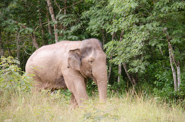Fototapeta premium Asiatic Elephant is big five animal in asia