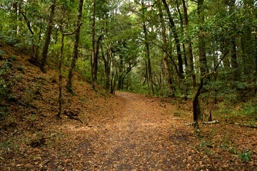Walking in The Himalayan Jungle