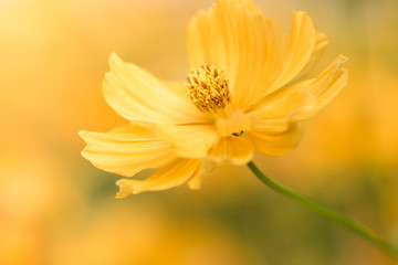 Wallpaper yellow flower in macro close up.