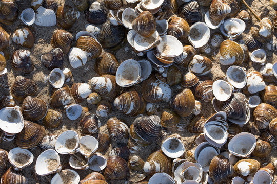 River shells on the Rhine or Waal beach, coast, Biesbosch Natur Park in Holland