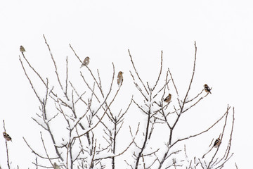 Coccothraustes coccothraustes -  Hawfinch flock of birds sitting on branches of a tree.