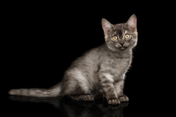 Cute Gray Kitten curious sitting and looking in camera on Isolated Black Background