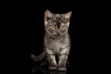 Fototapeta na wymiar Cute Gray Kitten Standing and looks curious in camera on Isolated Black Background, front view
